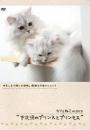 カフェねこonDVD 下北沢のプリンスとプリンセス